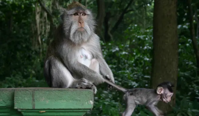 Visitar Monkey Forest, Indonesia