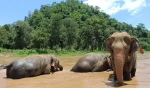 Jugar con los elefantes, protegerlos, Tailandia