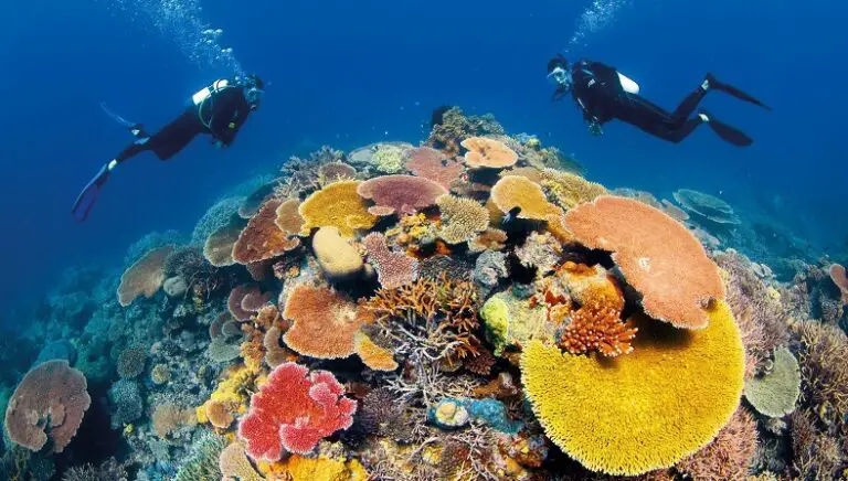 Bucear en la Gran Barrera de Coral, Australia