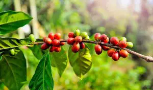 Panamá plantación de café