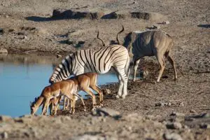 Aventura de safari africano con cebras y jirafas