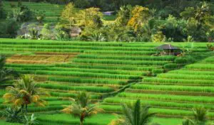 Pintorescas terrazas de arroz de Jatiluwih, Indonesia