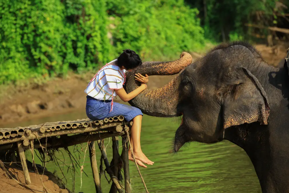 Visite un Santuario de Elefantes