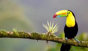 Viajar por Costa Rica: Naturaleza, Cultura y Gastronomía