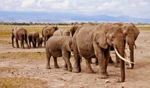 Imagen de safari en África Oriental