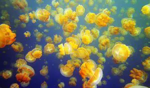 Haga un viaje al paraíso de Palau y descubra el impresionante lago Fish Jelly