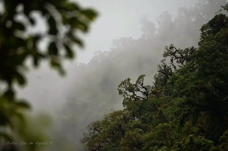 El Amazonas y el Camino Inca – Itinerario de 12 días