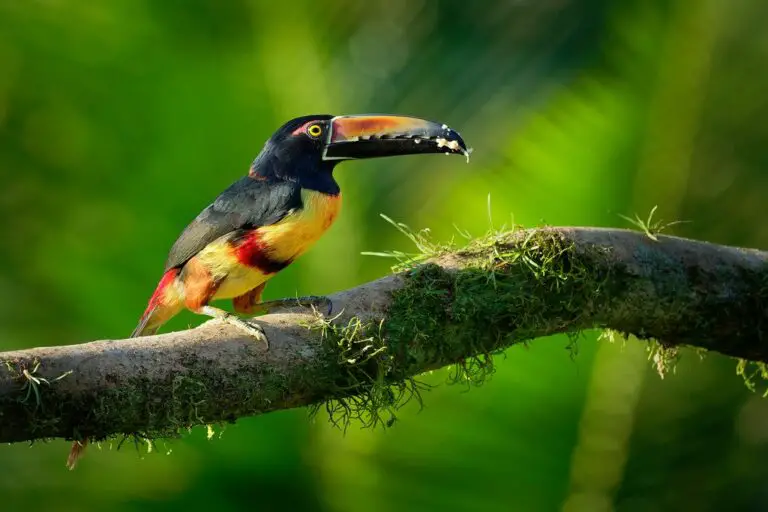 Observación de aves de lujo, paseos a caballo y vida silvestre en Costa Rica – 7 días