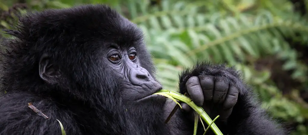 Experimenta aventura y emoción con Gorilla Safari de 6 días