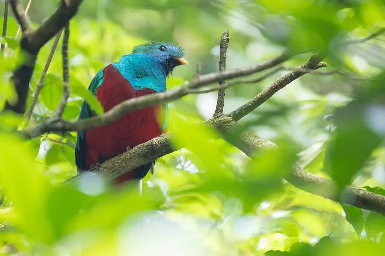 7 mejores lugares para observar aves en Costa Rica