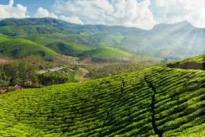 Recorriendo plantaciones de té y playas en Kerala, Cochin, Munnar, Periyar y Kovalam