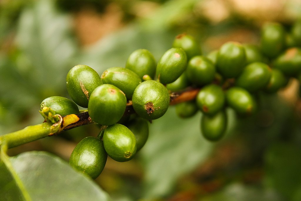Bogotá y zona cafetera - 6 días