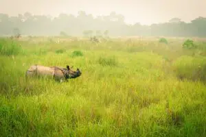 Imagen de una aventura de safari en Chitwan, Nepal.