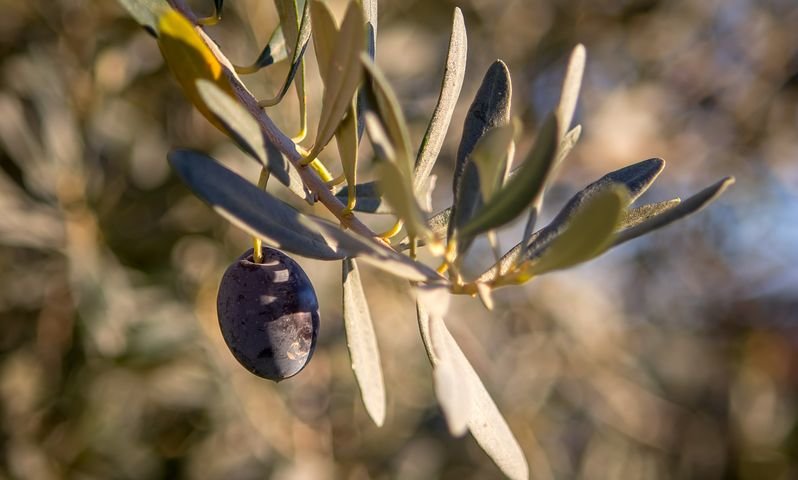 Descubre lo mejor de la gastronomía de Creta: un tour gastronómico de 6 días