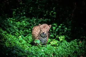 Costa Rica aventura multideportiva Safari de vida silvestre 10 días
