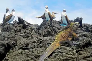 Islas Galápagos Enero, Consejos de Viaje, Clima