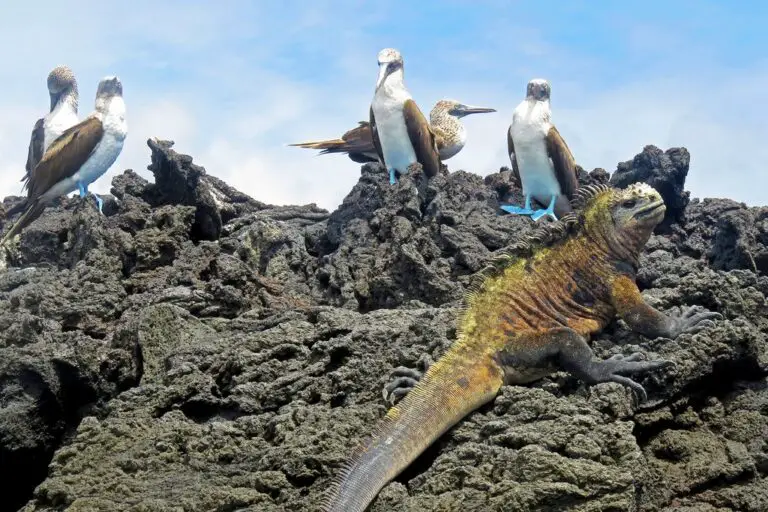 Islas Galápagos en enero: consejos de viaje, clima y más