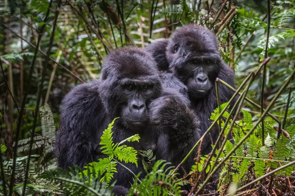 Aventura del gorila de montaña de Uganda en el Parque Nacional Impenetrable de Bwindi
