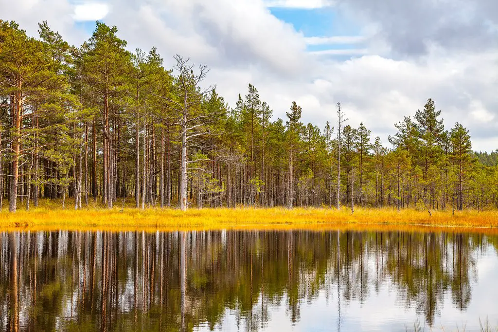 Explore los pintorescos Parques Nacionales de los Estados Bálticos