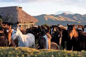 Paseo a caballo al Volcán Cotopaxi en Ecuador