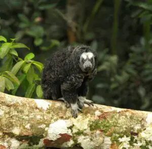 Aventura Amazónica Ecuatoriana: Parque Nacional Yasuní