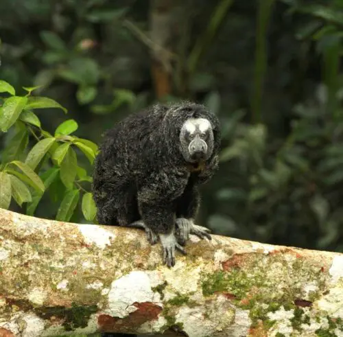 Aventura Amazónica Ecuatoriana: Parque Nacional Yasuní – 5 Días