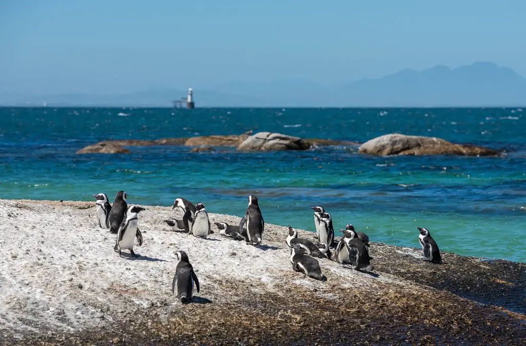 Haga un recorrido turístico por Ciudad del Cabo, Winelands y más, durante su próxima aventura familiar a Sudáfrica en 6 días.