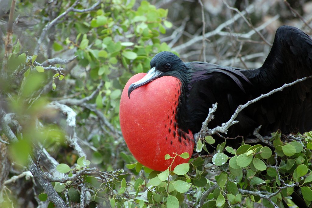 Islas Galápagos en junio, consejos de viaje, clima