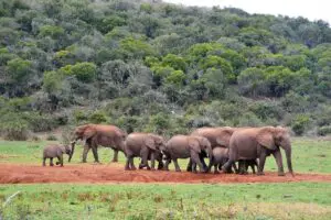 Un grupo de elefantes en el safari de vida silvestre de los "5 Grandes"