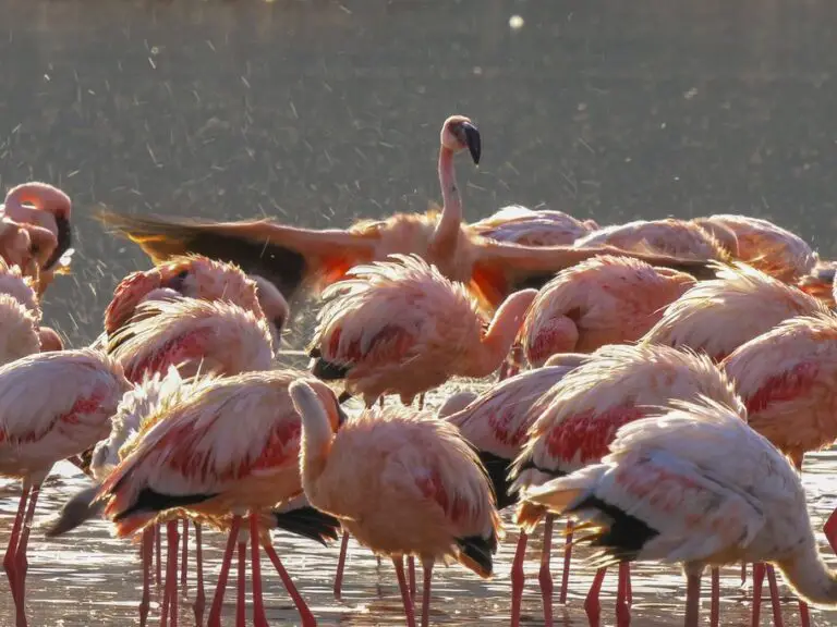 Safari de observación de aves en Kenia – 5 días