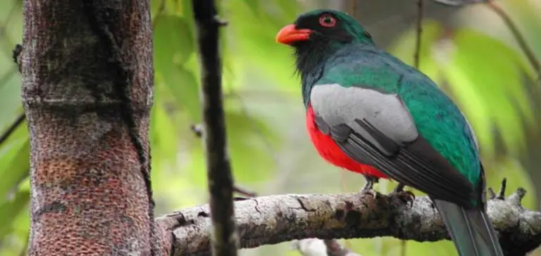 Aventura en la naturaleza y observación de aves en Costa Rica – 10 días