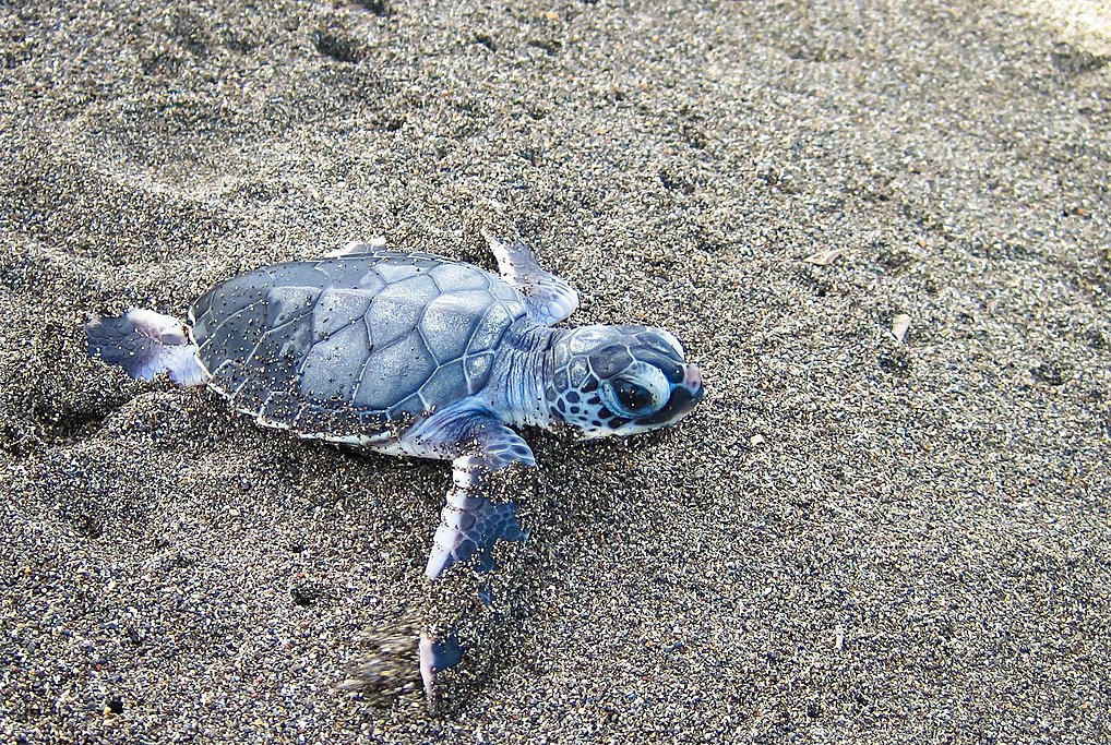 Explora Tortuguero desde San José durante 4 días