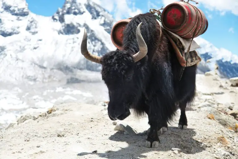 Campamento base del Everest en octubre: consejos de viaje, clima y más