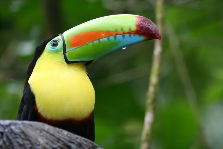 Dónde avistar vida silvestre en Costa Rica