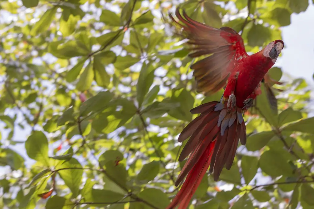 Costa Rica, Observación de Aves, 9 Días